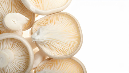 Close up of delicate white oyster mushroom gills and caps on white background