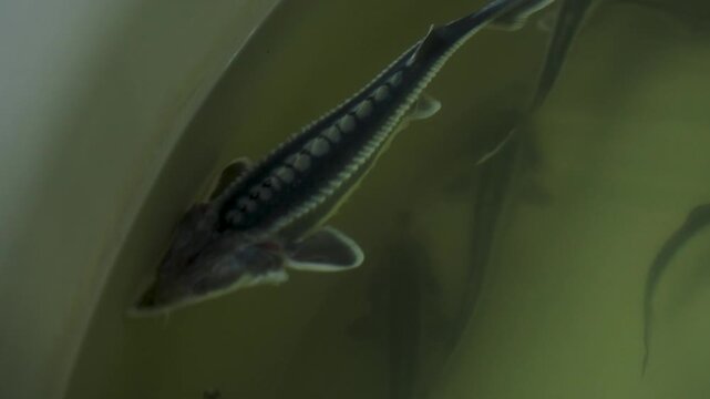 Overhead view of two sturgeon fish swimming in a shallow aquaculture tank at a fish farm.