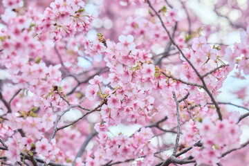 Obraz premium Blue skies and the Kawazu cherry blossoms in full bloom