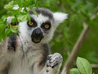 Fototapeta premium Ring tailed lemur eating green leaf in natural forest habitat