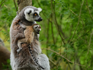 Ring-tailed lemur mother carrying baby on her back in green forest habitat © denisapro