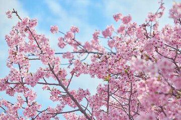Blue skies and the Kawazu cherry blossoms in full bloom
