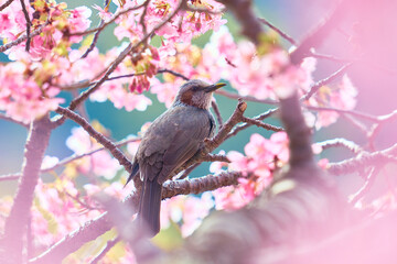 Fototapeta premium Blue skies and the Kawazu cherry blossoms in full bloom
