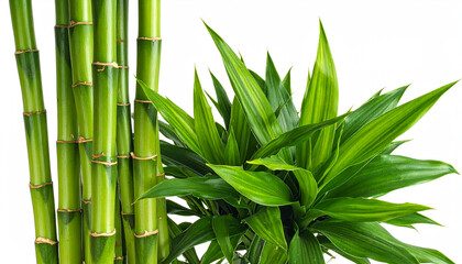 Fototapeta premium Healthy green bamboo stalks alongside a bushy green plant with pointed leaves
