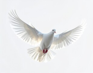 Fototapeta premium Elegant White Dove Soaring Mid-Flight with Wings Spread Wide Against Bright Sky