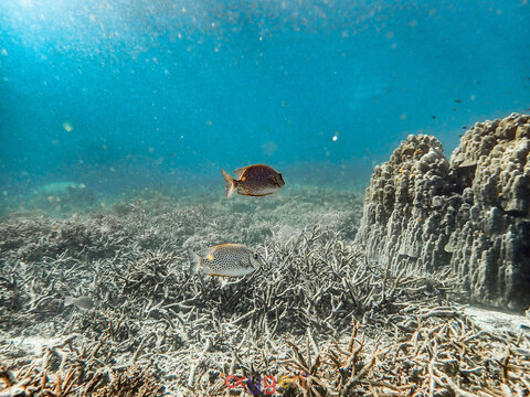 Two spotted rabbitfish swim above a bleached coral reef in the crystal-clear turquoise waters of Koh Tao, Thailand. The underwater scene reveals the fragile beauty of a tropical reef ecosystem.