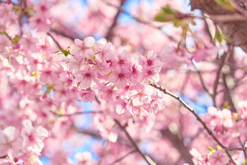 Naklejka premium Blue skies and the Kawazu cherry blossoms in full bloom