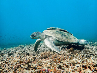 A large green sea turtle rests on a coral reef bed in the clear blue waters of Koh Tao, Thailand, its detailed shell and flippers beautifully visible up close. A remora fish clings to its back in this © Eddy
