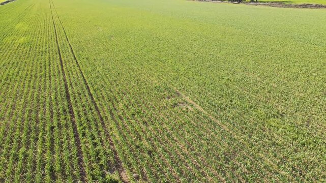 High-Angle Precision Farming Visuals: Cinematic Transition Over Young Garlic Crops.