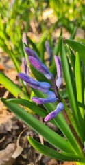 Fototapeta premium hyacinth flower in the garden