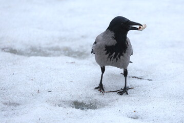 Fototapeta premium A crow standing in the snow holds a piece of bone in its beak