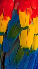 Obraz premium Close up of vibrant scarlet macaw feathers displaying red, yellow, and blue colors in detail