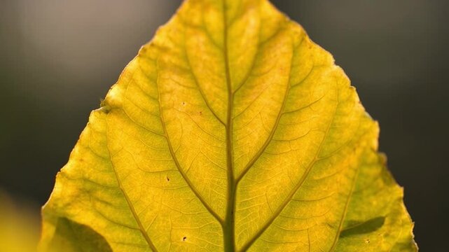 Close up of a single leaf showing detailed yellow and green patterns