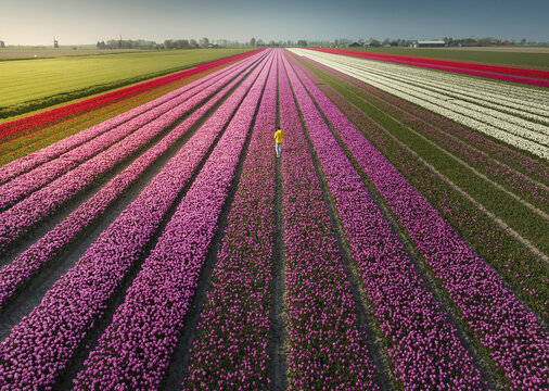 Aerial view of vibrant tulip fields stretch in parallel lines, a solitary figure in yellow stands amidst the blooms, Alkmaar, Netherlands.