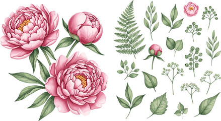 Pink peony flowers and green leaves botanical collection, elegant floral elements with fern foliage watercolor style vector illustration set © Rumi