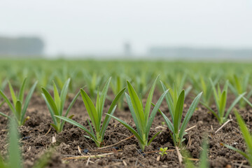 Obraz premium Young Green Plants Sprouting in Neat Rows Across Fertile Soil with Soft Focus Background Showing Agricultural Field and Misty Horizon