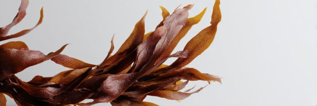 Kelp brown seaweed macro texture marine algae fronds wet coastal ocean blades natural aquatic botanical horizontal closeup