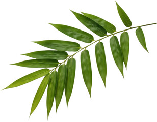 Fototapeta premium Green leafy branch with pointed leaves.