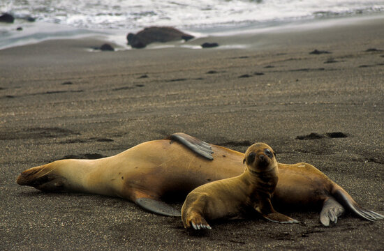 Fur seal and her baby (Arctocephalus galapagoensis) on a beach of Puerto Egas, Santiago Island, in the Galapagos Archipelago 