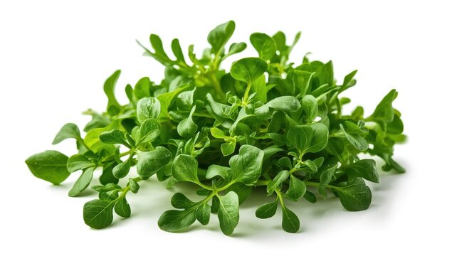Fresh baby arugula leaves on white