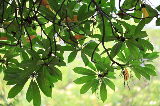 From under large tree (Pong pong), The branches and leaves, which are bright green (older leaves turn yellow). Cerbera odollam Gaertn has oblong, lanceolate-ovate leaves. white flowers and green fruit