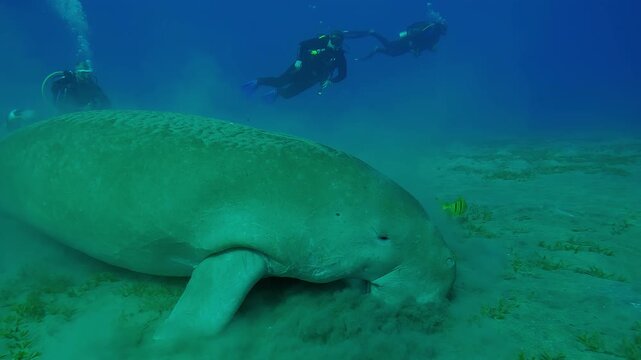 Sea Cow, Dugong dugon covered with layer of silt grazing on sandy-silty seabed, Golden Trevally swim nearby, group of scuba divers watching her in the background, Slow motion