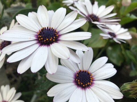 White Daisy Flower close up.  Cape marguerite isolated, African daisy, Cape daisy. White flower background.  Osteospermum isolated. Dimorphotheca ecklonis close up.