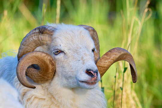 Die Ostpreu&szlig;ische Skudde	( Bock )