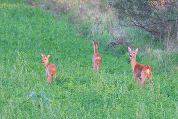 Rehe auf einer Wiese im Herbst  © Karin Jähne