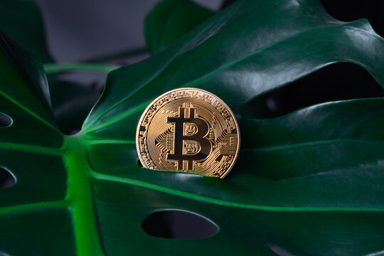 Bitcoin gold coin, on a green background flower leaf close-up. Crypto-money on the background of bitcoin. A crypto hacker owns a BTC gold coin. Digital money, the concept of the stock market.