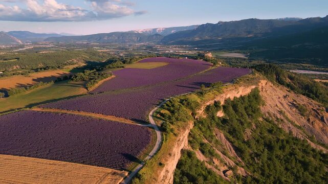 Aerial view of lavender fields near Mison, Provence. Summer in the countryside of Alpes-de-Haute-Provence (Alps), France