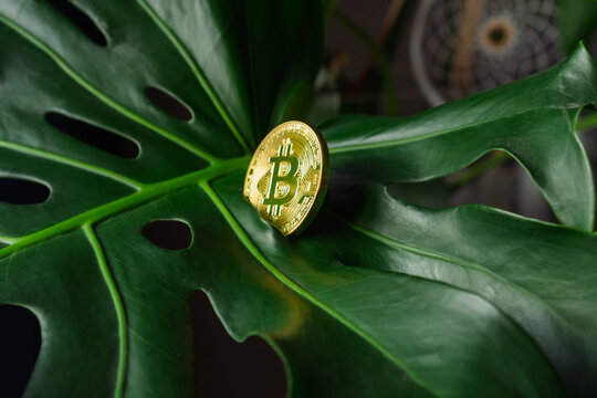 Bitcoin gold coin, on a green background flower leaf close-up. Crypto-money on the background of bitcoin. A crypto hacker owns a BTC gold coin. Digital money, the concept of the stock market.