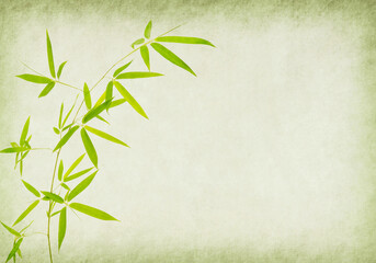 Green Bamboo Old Paper Background