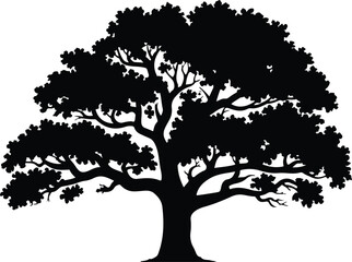 Fototapeta premium Large oak tree silhouette with detailed branches and leaves isolated on white background for nature and environment concept design