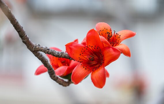 Branch of blossoming Bombax ceiba tree or Red Silk Cotton Flower