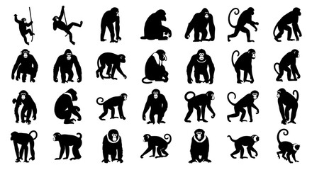 Collection of various monkey silhouettes in different poses on white background for design use © Dipan