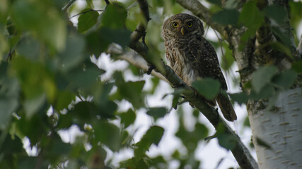 Obraz premium A small Eurasian pygmy owl is perched on a branch