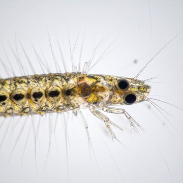 Microscopic Creature Detail Revealing Intricate Biological Structures for Scientific Study and Discovery.