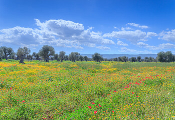 Spring landscape with centuries-old olive grove between meadow of poppies  and wild flowers. 