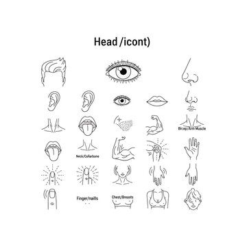 A collection of human body part illustrations