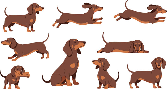 Dachshund Dog Cartoon Character Set with Cute Sausage Dog Poses Including Sitting, Running, Jumping, and Playing for Pet, Mascot, and Animal Designs