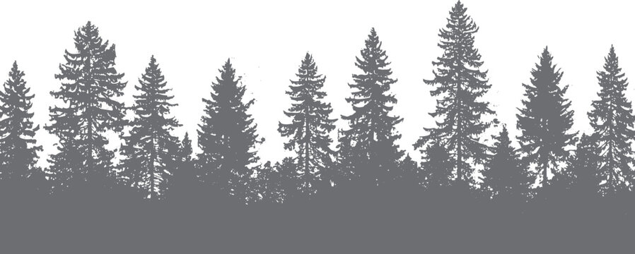 Evergreen forest silhouette with varied pine trees against a white background nature