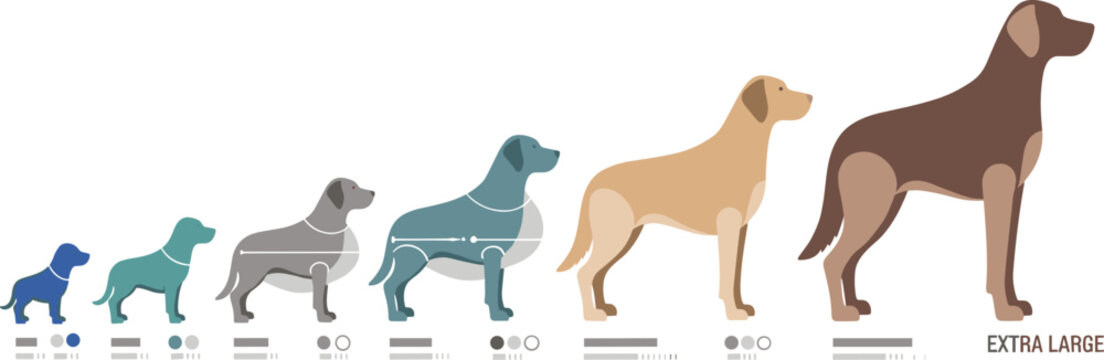 Dog Size Comparison Illustration Showing Small to Extra Large Dog Breed Growth Stages and Canine Size Chart