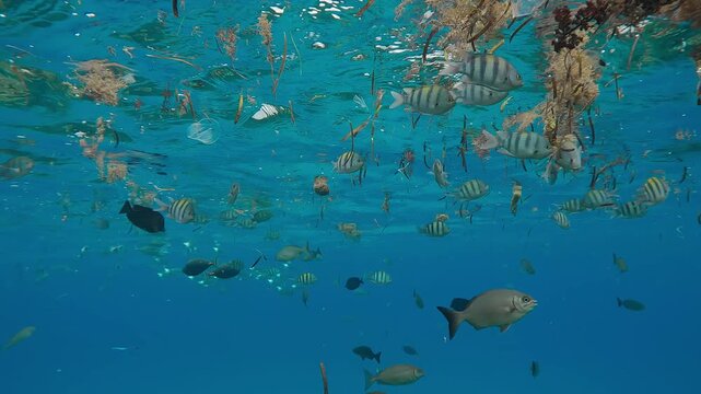 School of Indo Pacific Sergeant and Mackerel fish feeding among drifting plastic debris and scraps of algae floating on the surface of turquoise water, Slow Motion