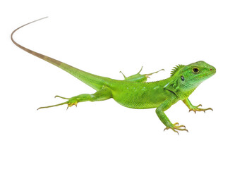 Fototapeta premium A bright green lizard standing on a flat surface with its body extended isolated on transparent background,png,PNG