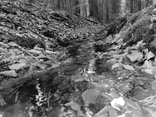 Malutki górski strumień w zapadającym mroku pod koniec zimy. Zdjęcie w podczerwieni. Wąski górski strumień przepływa przez zalesiony teren, uchwycony na zdjęciu w podczerwieni. Opadłe liście w okół. © Grzegorz