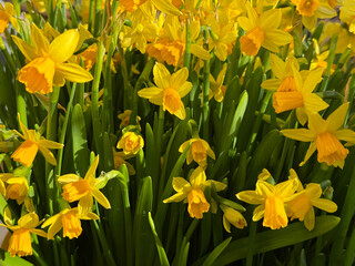 Obraz premium Daffodils yellow spring flowers.