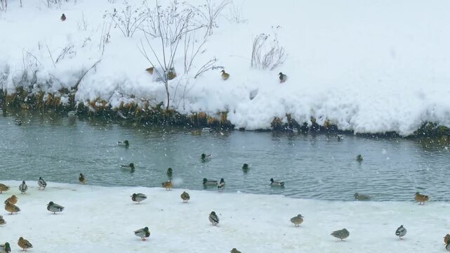 Two swans on the melting snowy shore of a pond freed from Ice lakers are resting after a long flight to their homelands