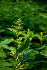 Fototapeta premium Close-up of blooming stinging nettle(Urtica dioica).