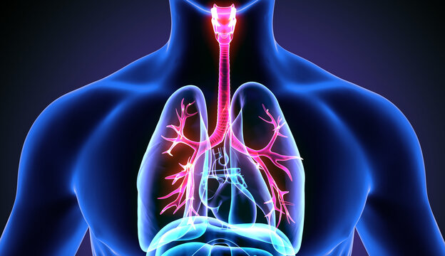 A 50 medical illustration of a human body with lungs and trachea highlighted
